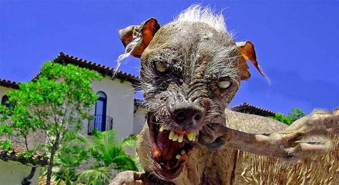 Conheça o cachorro mais feio do mundo e seus concorrentes
