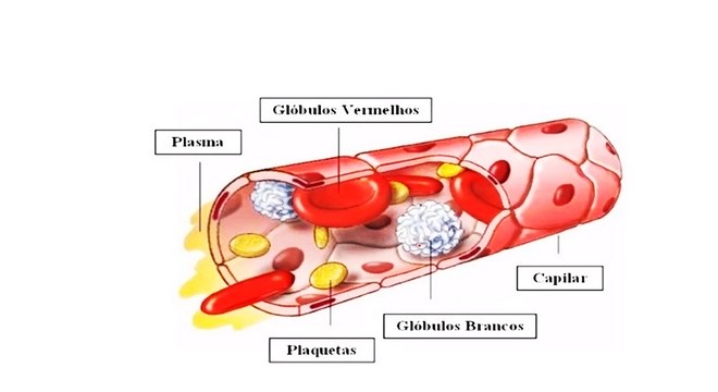 Conheça o sangue, sua composição, os tipos sanguíneos e o Fator RH