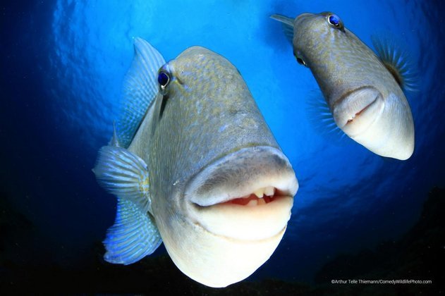 Para fechar, uma olhadinha bem de perto nesses peixes curiosos!NÃO PERCA: James Webb: confira as melhores imagens divulgadas pelo telescópio