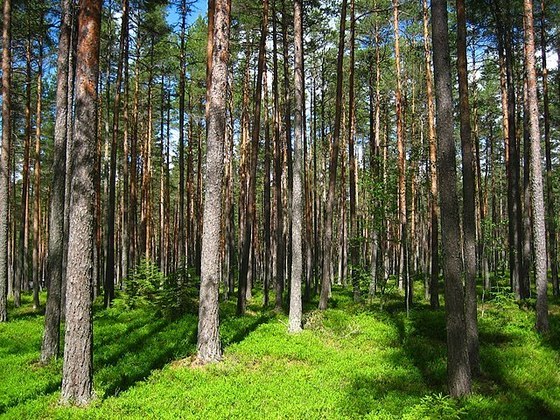 Conhecida como Floresta das Coníferas (árvores em formato de cone, como os pinheiros), começa na parte norte do Alasca, segue para o Canadá, chega ao sul da Groenlândia, e depois atinge a Noruega, Suécia, Finlândia, Sibéria e Japão.