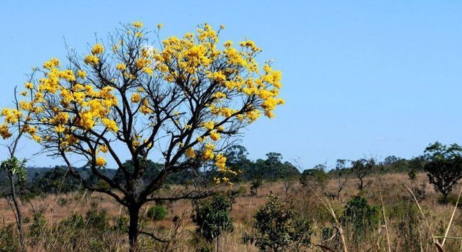 Conhecimento Científico