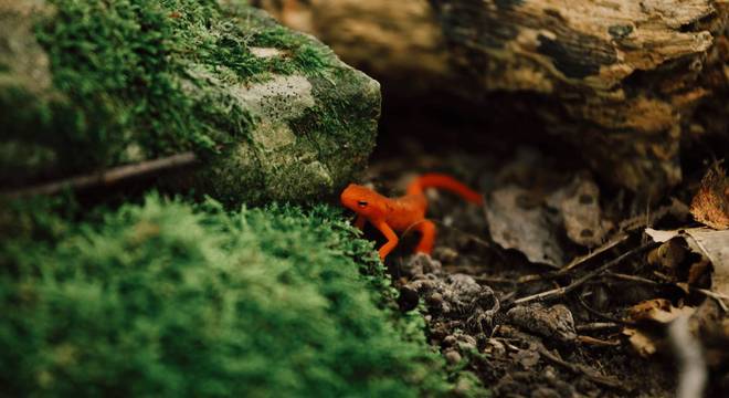 Conhecimento Científico