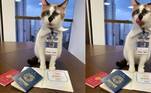 Cônsul-Gato