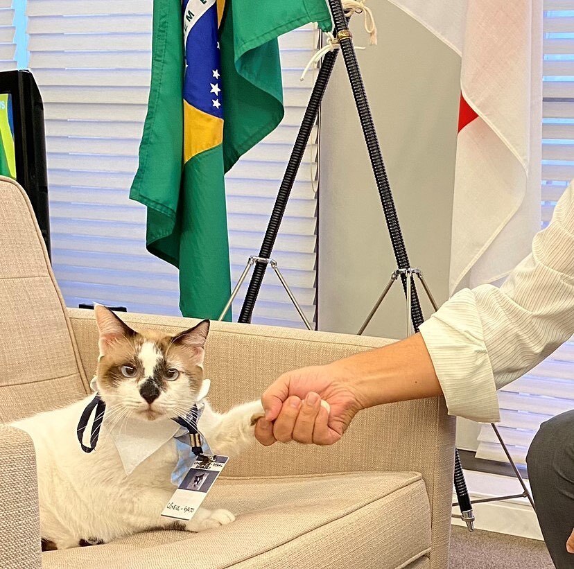Gata que nasceu sem olhos é eleita a vira-lata mais bonita do Brasil
