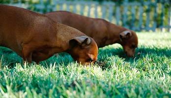 Seu pet come as próprias fezes ou de outros animais? (Internet)