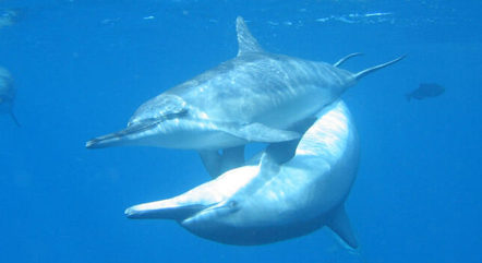 Acasalamento de golfinhos em Fernando de Noronha