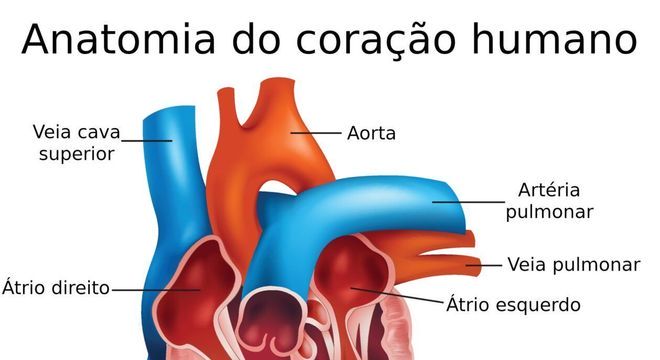 Coração acelerado - O que causa e como tratar esse problema