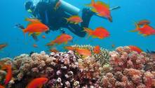 Coalizão de países planeja arrecadar R$ 60,8 bilhões para proteger e preservar corais