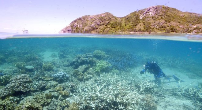 Um aumento de 1,5º C na temperatura das águas pode acabar com os corais