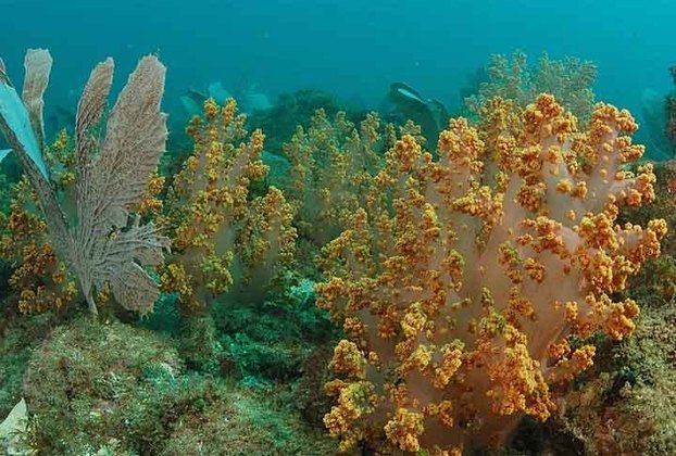 Corais- Apesar de não parecerem animais, esses cnidários formam 25 % da diversidade marinha. Parecem imóveis, mas fazem lentamente sua migração.