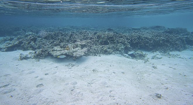 A morte de corais é um dos resultados da acidificação do oceano 