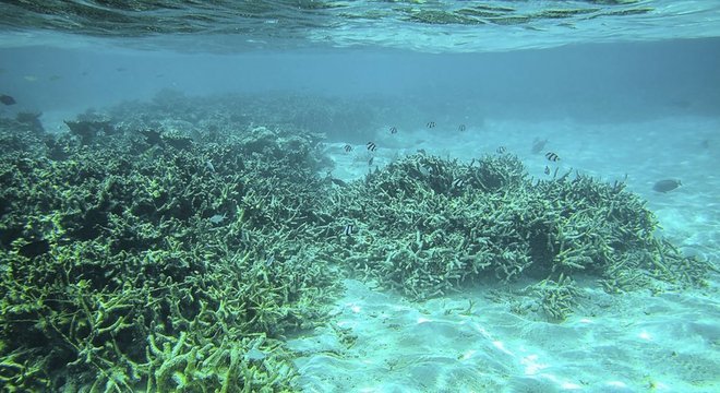 A atual acidificação dos oceanos acontece por ação humana, diz o IPCC 