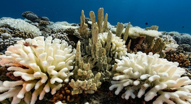  O branqueamento de coral é um grande problema para os oceanos — uma das categorias de prêmios

