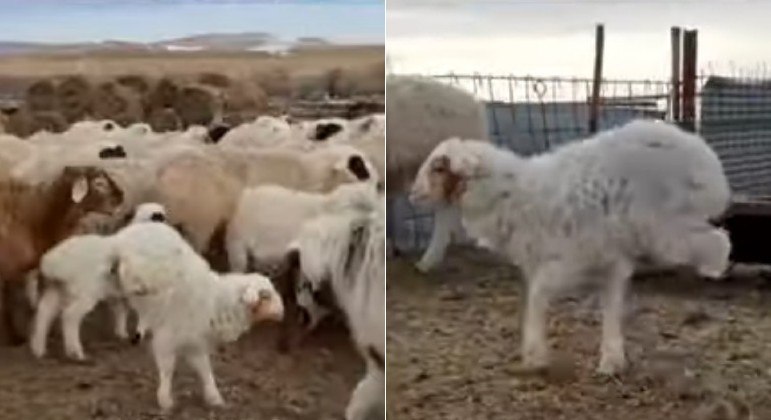 Cordeiro com má-formação nas patas adotou bipedismo para seguir em frente, mas morreu