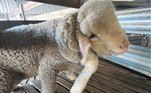 Apesar do estranhamento, Bowey compartilhou imagens do pequeno ovino nas redes, que viralizaram e ganharam a atenção da mídia australiana: 'Todo mundo está intrigado com o cordeiro de cinco patas', disse o fazendeiro