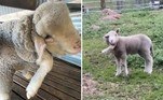 O cordeiro acima nasceu com uma perna extra pendurada na lateral da cabeça. Anomalia que transformou o bicho em uma verdadeira celebridade na Austrália