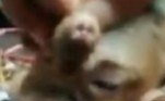 Já o cordeiro marrom tem olhos normais. No entanto, apresenta duas narinas ao final de uma protuberância existente no meio das cavidades ocularesVeja também: Sala secreta usada para bebedeiras é descoberta em estação de metrô