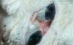 Ambas as criaturas são machos. O filhote de penugem branca possui os dois olhos na mesma órbita e um apêndice parecido com um nariz posicionado acima da cavidade ocular