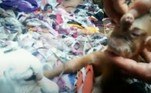  As malformações deixaram moradores da vizinhança perplexos e ao mesmo tempo fascinados com o fato dos bichos ainda estarem vivos