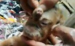 Um vizinho identificado como Kurnia disse que o proprietário dos animais, chamado Lia, tem feito o possível para que os recém-nascidos sobrevivam