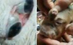 Uma dupla de cordeiros nasceu com severas deformidades, em uma pequena vila na província de Java Ocidental, na Indonésia