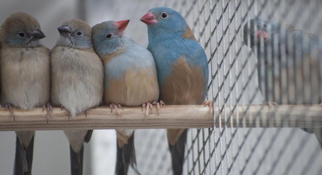 Cordon-bleu-de-cabeça-azul faz ritual peculiar de acasalamento, com direito a dancinha semelhante ao sapateado