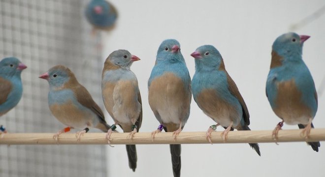 Para analisar o comportamento dos pássaros, os pesquisadores colocaram os casais em ambientes com e sem audiência