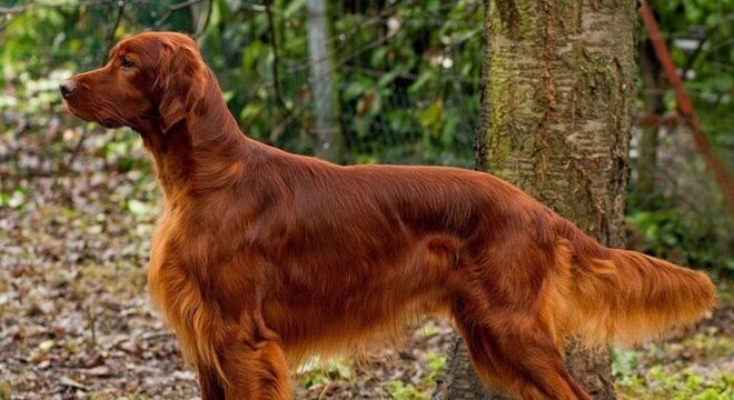 Cores de cachorro: características e padrões em diferentes raças de cães