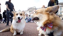 Raça de cachorro corgi atinge preços recordes no Reino Unido