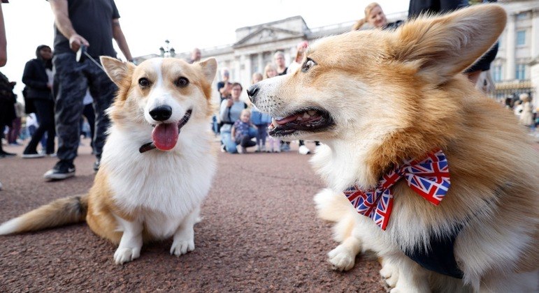 A raça de cachorros corgi era a favorita da rainha Elizabeth 2ª