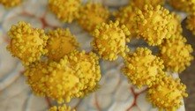 Saúde discute protocolos contra nova variante africana da Covid-19