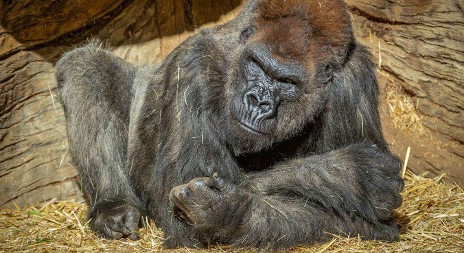 Dois dos gorilas do zoológico de San Diego testaram positivo para a doença
