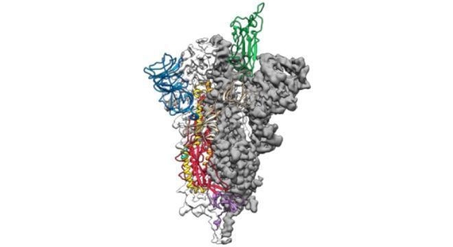 Mapa 3D da parte do coronavírus responsável pela infecção de células humanas