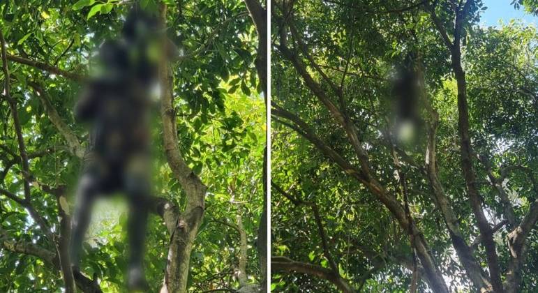 Funcionários da prefeitura iam podar a árvore, mas encontraram o corpo, em Guarulhos