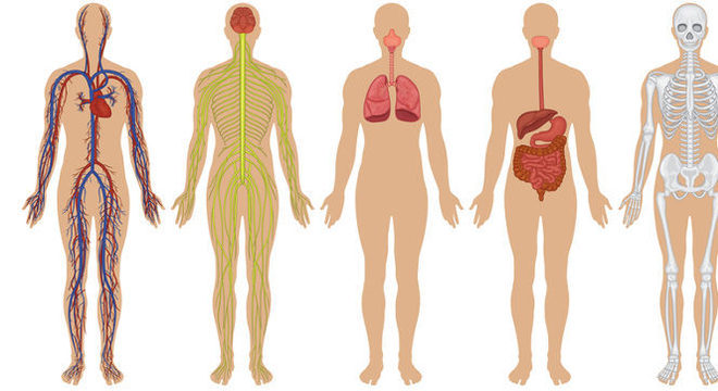 Corpo humano - divisão e quais as funções de cada parte do organismo