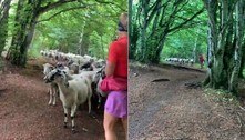 Segue a líder! Corredora é acompanhada por rebanho de ovelhas em trilha