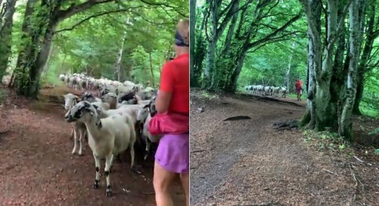 Corredora foi 'perseguida' por rebanho de ovelhas em trilha na França