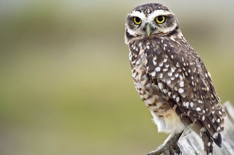 O Brasil tem 16% das aves de todo o planeta; 91% das aves do mundo passa ao menos parte da vida nos trópicos