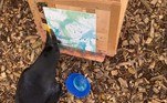Os tratadores do parque classificam seu estilo de pintura como 'agressivo', pela intensidade das pinceladas da aveVALE SEU CLIQUE: Influenciadora ganha até R$ 10 mil por mês vendendo arrotos, unhas do pé e outros itens bizarros