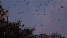 Cidade usará lasers para combater corvos que emporcalham as ruas
