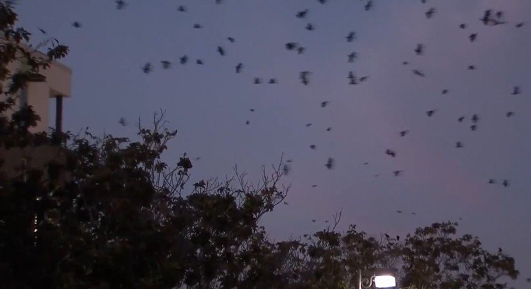 Ao menos 1.000 corvos residem em Sunnyvale e deixam rastros de excrementos pela cidade
