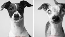 Fotos tiradas com anos de intervalo comparam cachorros idosos com sua versão mais jovem  