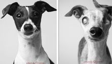 Fotos tiradas com anos de intervalo comparam cachorros idosos com sua versão mais jovem  