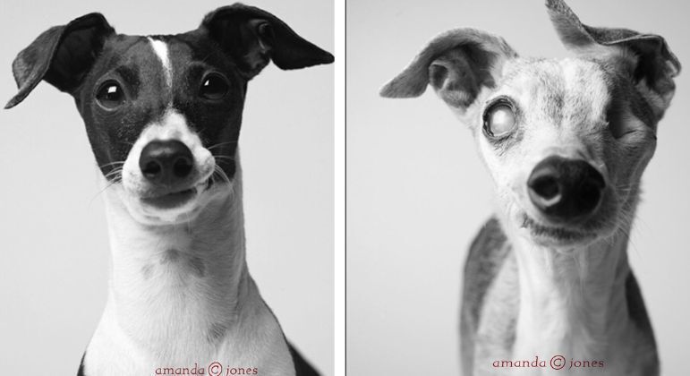 Cosmo, um galgo italiano, perdeu um olho nos 13 anos entre suas sessões de retrato. Na foto à esquerda em 2006 e na da direita em 2019