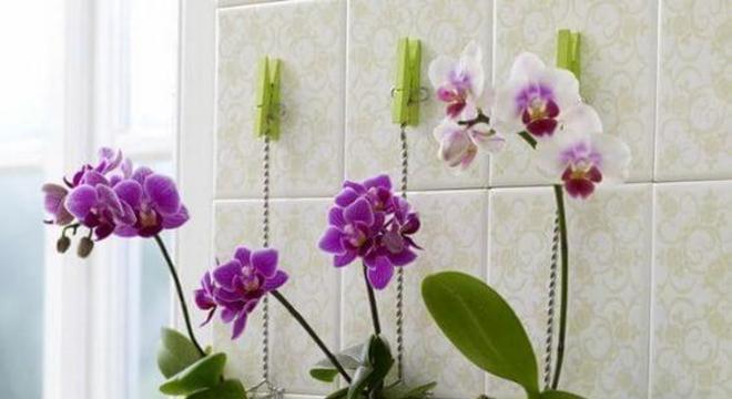 Cozinha decorada com mini orquídea na parede