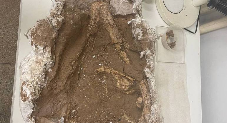 Crânio de Bauru Suchus, réptil crocodiloforme brasileiro que conviveu com os dinossauros