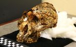 Os estudantesJesse Martin e Angelina Leece, ambos da Univeresidade La Trobe, na Austrália,encontraram a primeira caixa craniana de um Homo erectus já encontrada na ÁfricaAustral. Estima-se que o fóssil tenha cerca de 2 milhões de anos e seja o maisantigo vestígio deste antepassado humano