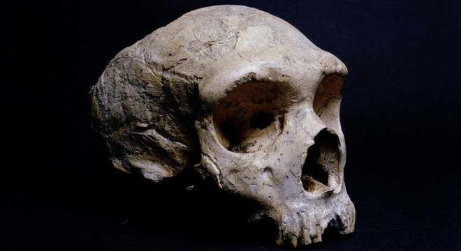  O crânio fossilizado de um neandertal encontrado em Gibraltar é exibido no Museu de História Natural de Londres