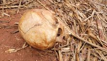 Funcionários de usina encontram crânio humano em área rural de cidade no interior de SP