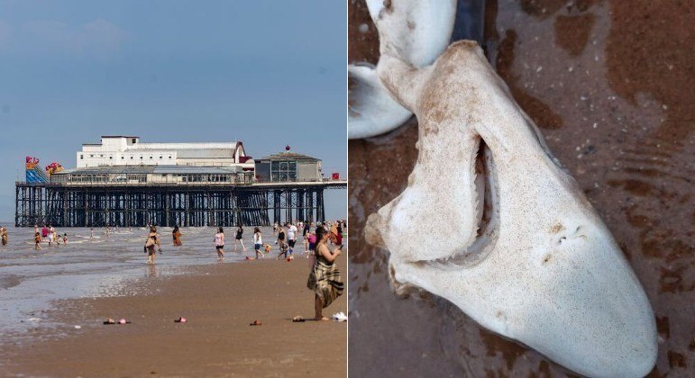 Crânio de tubarão foi encontrado em praia de Blackpool, no litoral da Inglaterra